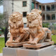 Under a clear sky, the Giant Lion II Yellow Marble Outdoor Sculptures from Giant Sculptures stand majestically on platforms. Crafted with detailed manes and muscular bodies, they adorn a setting complemented by a building and greenery, enhancing the elegant outdoor décor.