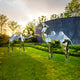 Two camel sculptures placed on a green lawn in an outdoor park with trees and sunlight.