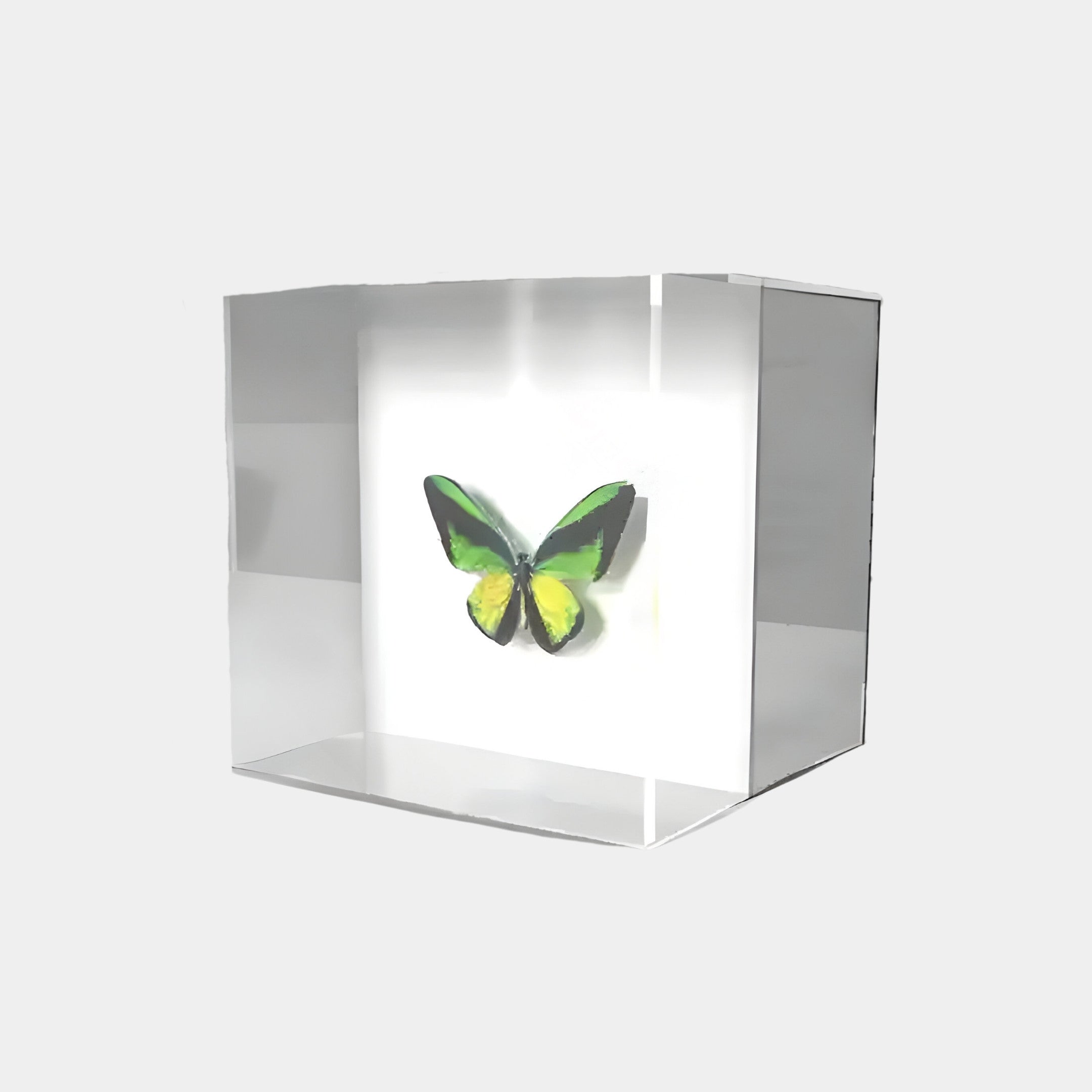 The Papilio Butterfly Cascade Clear Modern 3D Wall Art Set by Giant Sculptures elegantly displays green and black wings in an acrylic cube against a white background, creating a striking contrast on any light gray backdrop and bringing natures wonder to your space.