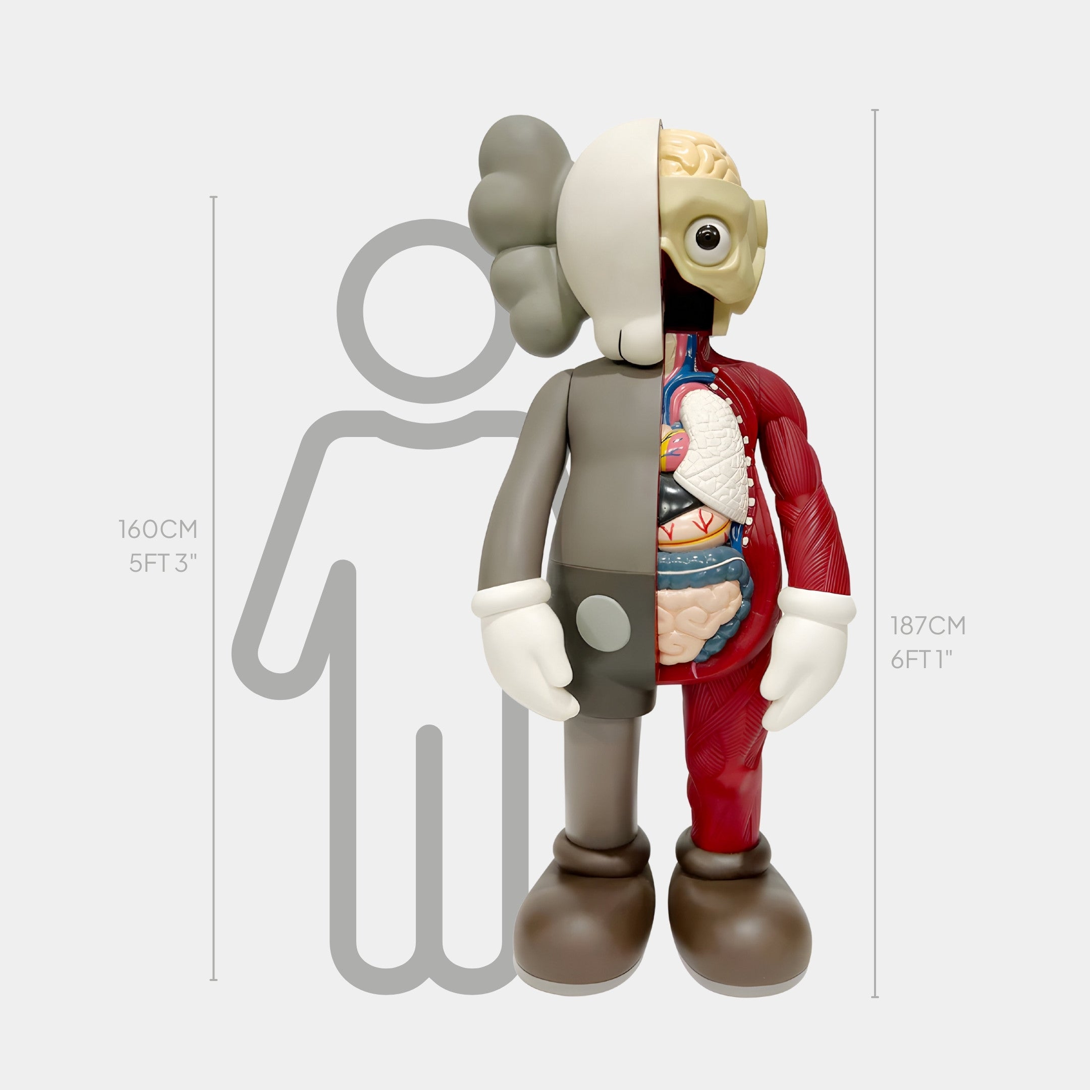 The Hazelnut Brown Iconify Anatomy Sculpture by Giant Sculptures, standing 187cm tall, features a sleek gray exterior and an artistic anatomical interior. It is showcased beside a 160cm human outline.